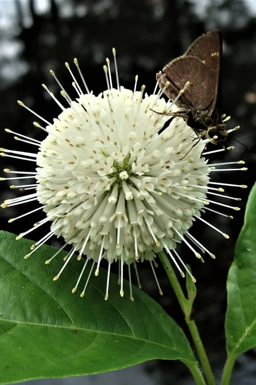 Buttonbush (Cephalanthus Occidentalis) - 1 Gallon Pot 4 Buttonbush (Cephalanthus Occidentalis) - 1 Gallon Pot - Image 4