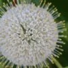 Buttonbush (Cephalanthus Occidentalis) - 3 Pack Of 1.5 Quart Pots