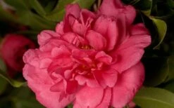 Alabama Beauty Camellia Sasanqua - 1 Gallon Pot -Garden Care Camellia Alabama Beauty 50