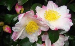 Apple Blossom Camellia Sasanqua - 1 Gallon Pot 10 Apple Blossom Camellia Sasanqua - 1 Gallon Pot -Garden Care Camellia Apple Blossom 1