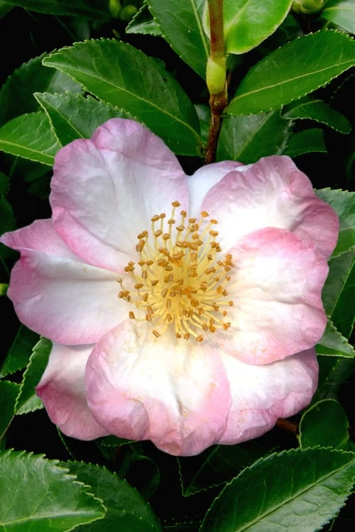 Apple Blossom Camellia Sasanqua - 1 Gallon Pot 1 Apple Blossom Camellia Sasanqua - 1 Gallon Pot