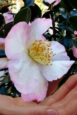 Apple Blossom Camellia Sasanqua - 1 Gallon Pot 9 Apple Blossom Camellia Sasanqua - 1 Gallon Pot -Garden Care Camellia Apple Blossom 6