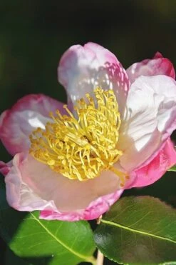 Apple Blossom Camellia Sasanqua - 1 Gallon Pot 11 Apple Blossom Camellia Sasanqua - 1 Gallon Pot -Garden Care Camellia Apple Blossom 7