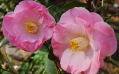 April Remembered Cold Hardy Pink Camellia Japonica - 3 Gallon Pot -Garden Care Camellia April Remembered 1