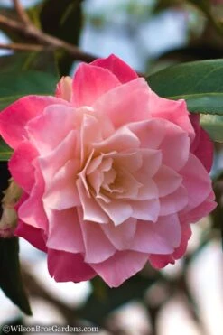 Buttons 'n Bows Camellia Hybrid - 3 Gallon Pot