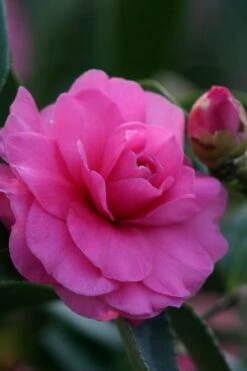 Chansonette Dwarf Weeping Camellia Sasanqua - 3 Gallon Pot -Garden Care Camellia Chansonette 2
