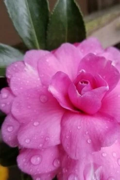 Chansonette Dwarf Weeping Camellia Sasanqua - 3 Gallon Pot -Garden Care Camellia Chansonette 4