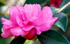 Chansonette Dwarf Weeping Camellia Sasanqua - 3 Gallon Pot -Garden Care Camellia Chansonette 5