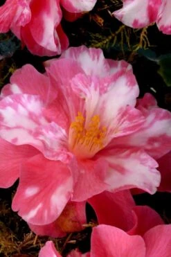 Coral Delight Camellia Hybrid - 3 Gallon Pot -Garden Care Camellia Coral Delight 15