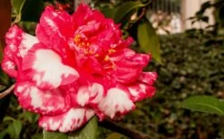 Sacred Dance Camellia Japonica 'Daikagura' - 3 Gallon Pot 10 Sacred Dance Camellia Japonica 'Daikagura' - 3 Gallon Pot -Garden Care Camellia Daikagura 3