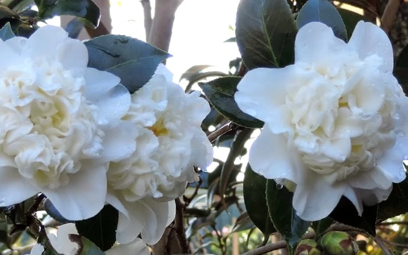 Fifth Avenue White Camellia Japonica - 1 Gallon Pot 5 Fifth Avenue White Camellia Japonica - 1 Gallon Pot - Image 5