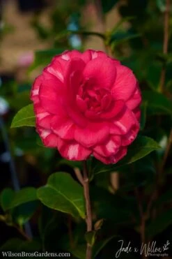 Glen 40 Camellia Japonica - 1 Gallon Pot -Garden Care Camellia Glen 40 JW 1