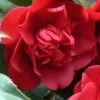 Governor Mouton Red Camellia Japonica - 1 Gallon Pot