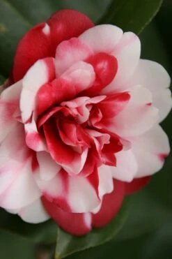 Governor Mouton Red Camellia Japonica - 1 Gallon Pot -Garden Care Camellia Governor Mouton 7