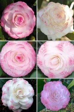 Grace Albritton Camellia Japonica - 3 Gallon Pot -Garden Care Camellia Grace Albritton 4