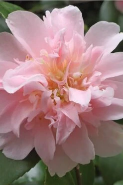 King's Ransom Camellia Japonica - 3 Gallon Pot -Garden Care Camellia Kings Ransom 3