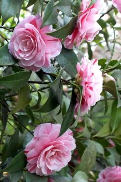 LA Peppermint Camellia Japonica - 1 Gallon Pot -Garden Care Camellia La Peppermint 1