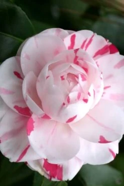 LA Peppermint Camellia Japonica - 1 Gallon Pot -Garden Care Camellia La Peppermint 2