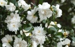 Mine No Yuki Camellia Sasanqua - 3 Gallon Pot -Garden Care Camellia Mine No Yuki 23