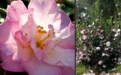 October Magic Orchid Camellia - 7 Gallon Pot -Garden Care Camellia October Magic Orchid Flowers 2