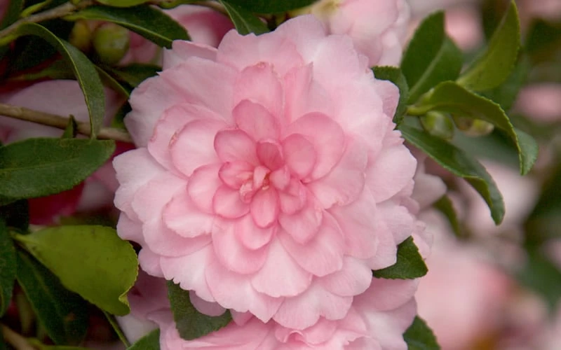 October Magic Pink Perplexion Camellia - 3 Gallon Pot 4 October Magic Pink Perplexion Camellia - 3 Gallon Pot - Image 4