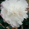 October Magic Snow Camellia - 3 Gallon Pot