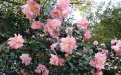 Pink Snow Camellia Sasanqua - 1 Gallon Pot -Garden Care Camellia Pink Snow 5