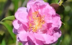 Pink Stella Camellia Sasanqua - 2 Gallon Pot -Garden Care Camellia Pink Stella