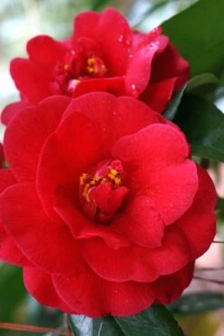 Rosehill Red Camellia - 3 Gallon Pot -Garden Care Camellia Rose Hill Red 2