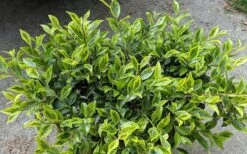 Royal Flush Shi Shi Variegated Camellia Sasanqua - 1 Gallon Pot -Garden Care Camellia Royal Flush Shi Shi 2
