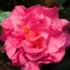 Scentsation Fragrant Camellia Japonica - 3 Gallon Pot