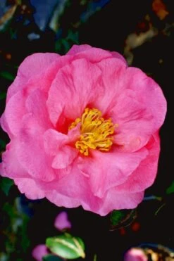Stephanie Golden Dwarf Camellia Sasanqua - 3 Gallon Pot -Garden Care Camellia Stephanie Golden 12
