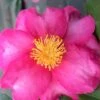 Stephanie Golden Dwarf Camellia Sasanqua - 3 Gallon Pot