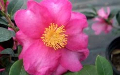 Stephanie Golden Dwarf Camellia Sasanqua - 3 Gallon Pot -Garden Care Camellia Stephanie Golden Closeup Flower