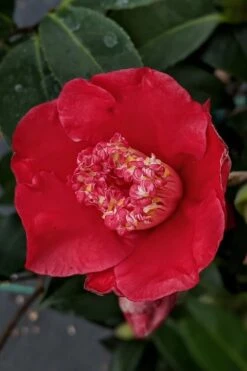 Tama Electra Camellia Japonica - 1 Gallon Pot -Garden Care Camellia Tama Electra 10