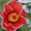 Tama Electra Camellia Japonica - 1 Gallon Pot