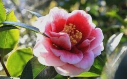 Tama Vino Camellia Japonica - 1 Gallon Pot 15 Tama Vino Camellia Japonica - 1 Gallon Pot -Garden Care Camellia Tama Vino 7