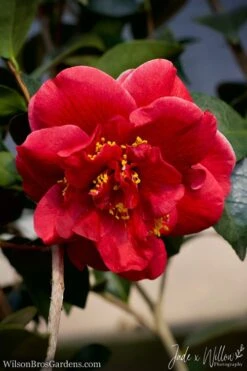 Tama Vino Camellia Japonica - 1 Gallon Pot 14 Tama Vino Camellia Japonica - 1 Gallon Pot -Garden Care Camellia Tama Vino JW 1