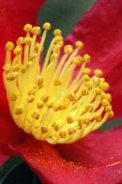 Yuletide Camellia Sasanqua - 6 Pack Of 1 Gallon Pots -Garden Care Camellia Yuletide 30