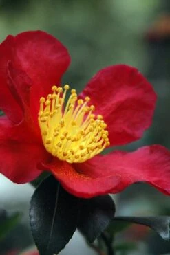 Yuletide Camellia Sasanqua - 1 Gallon Pot