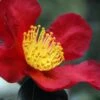 Yuletide Camellia Sasanqua - 2.5 Quart Pot