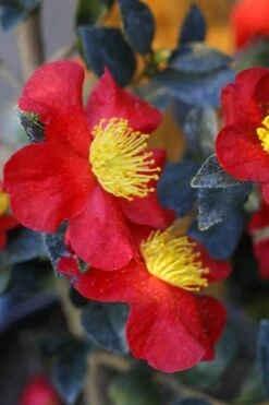 Yuletide Camellia Sasanqua - 2.5 Quart Pot -Garden Care Camellia Yuletide 32 2