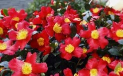 Yuletide Camellia Sasanqua - 1 Gallon Pot -Garden Care Camellia Yuletide 34 1