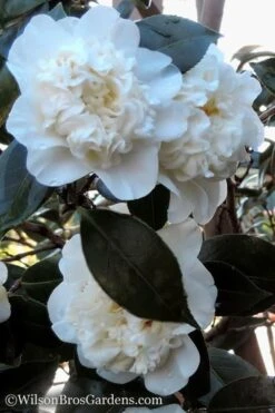 Fifth Avenue White Camellia Japonica - 1 Gallon Pot 8 Fifth Avenue White Camellia Japonica - 1 Gallon Pot -Garden Care Camellia fifth avenue 20