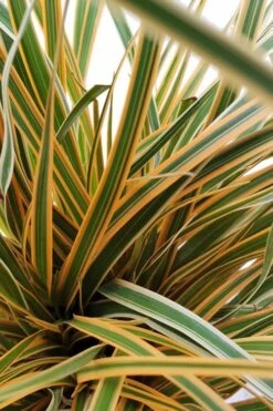 Evercolor Everglow Carex - 1 Gallon Pot 8 Evercolor Everglow Carex - 1 Gallon Pot -Garden Care Carex Evercolor Everglow 2