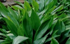 Cast Iron Plant - 3 Gallon Pot -Garden Care Cast Iron Plant 1