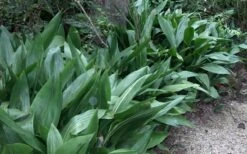 Cast Iron Plant - 3 Gallon Pot -Garden Care Cast Iron Plant 3