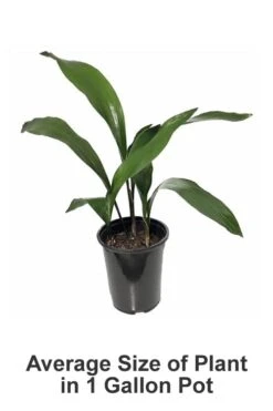 Cast Iron Plant - 3 Gallon Pot -Garden Care Cast iron Plant 20