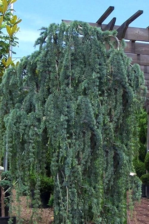 Weeping Blue Atlas Cedar - 5 Gallon Pot 4 Weeping Blue Atlas Cedar - 5 Gallon Pot - Image 4