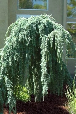 Weeping Blue Atlas Cedar -2 Gallon Pot -Garden Care Cedar Weeping Blue Atlas 4